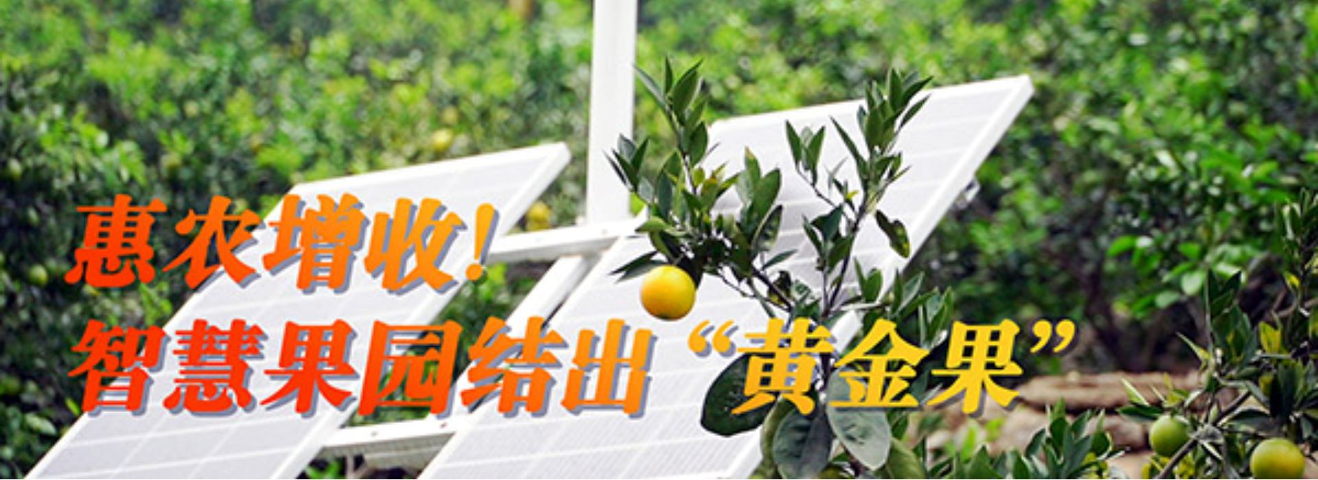 【数字乡村聚力行动】惠农增收！智慧果园结出“黄金果”